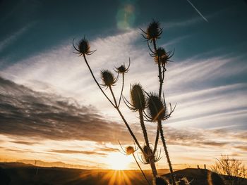 Silhouette plants growing on field against sky during sunset