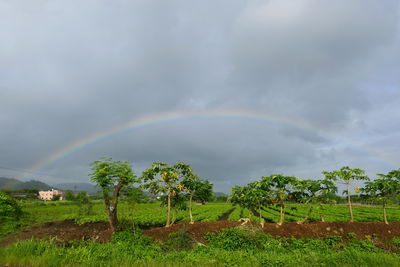 rainbow