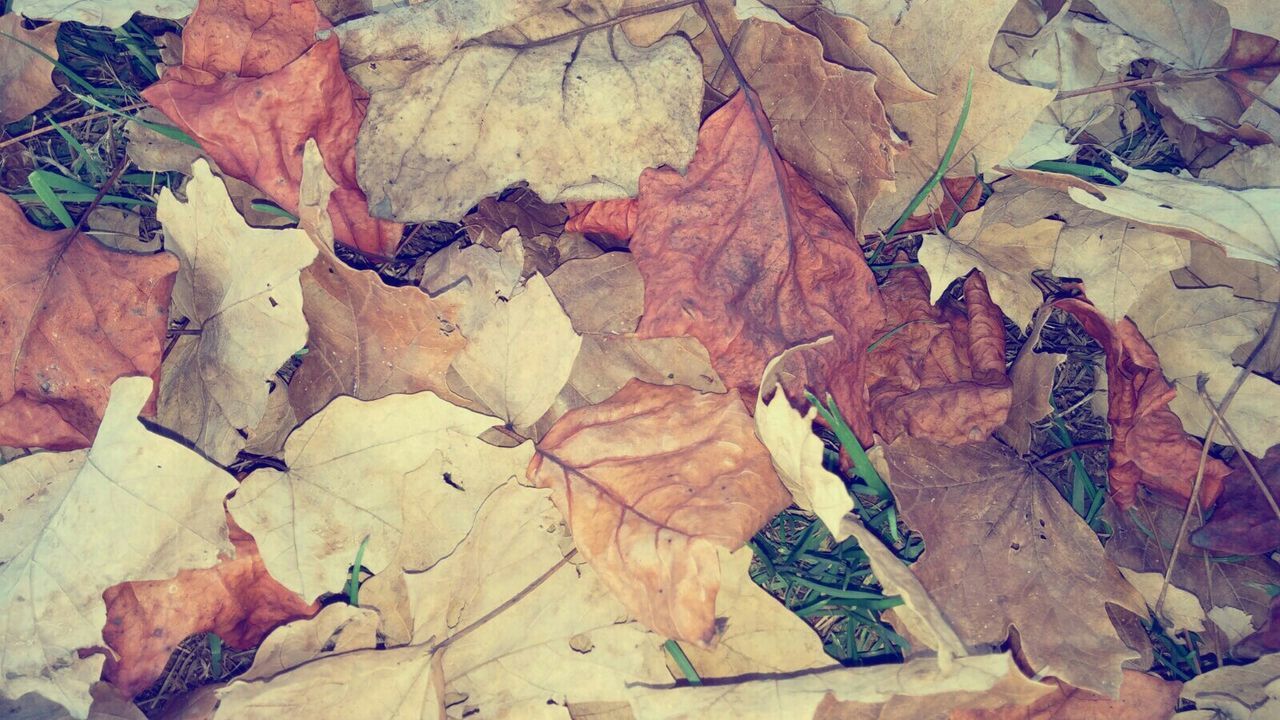 leaf, autumn, change, leaves, dry, season, high angle view, fallen, leaf vein, nature, natural pattern, maple leaf, close-up, full frame, backgrounds, outdoors, day, aging process, no people, falling