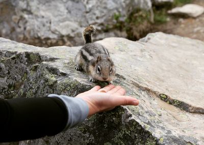 Cropped hand with food by chipmunk on rock