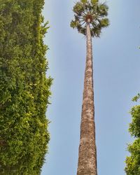 Low angle view of coconut palm trees against clear blue sky