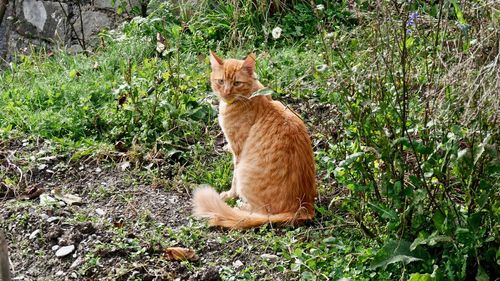 Cat sitting in a field