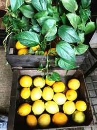 High angle view of fruits in container