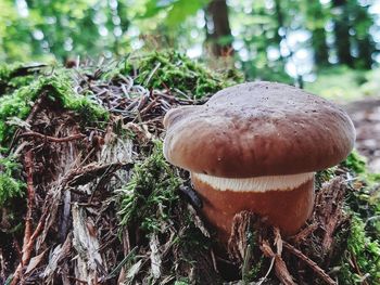 Close-up of mushroom growing on field