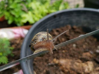 Close-up of snail on leaf