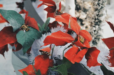 Close-up of plants during winter