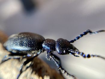 Close-up of insect