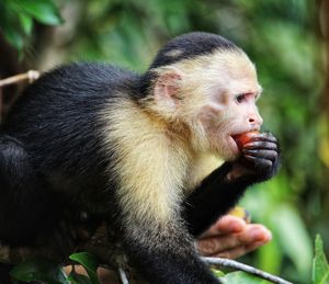 Close-up of monkey eating outdoors