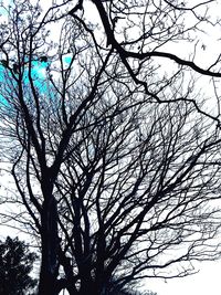 Low angle view of bare tree against clear sky