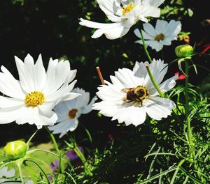 High angle view of bee on white flower