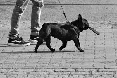 Low section of man with dog on footpath