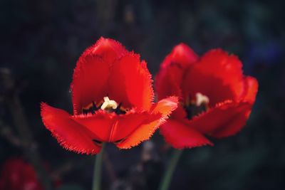 Close-up of red rose flower