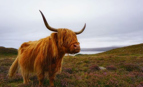 Cow standing on field against sky
