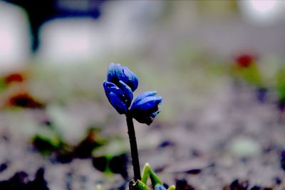 Close-up of purple flowering plant