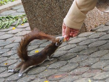 Close-up of hand holding squirrel