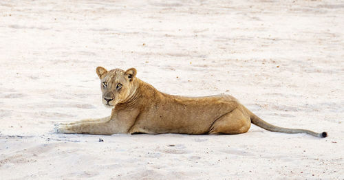 Side view of a cat resting on land