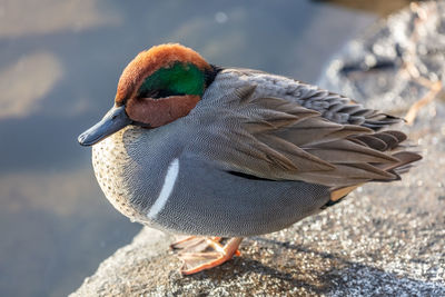 Close-up of a green winged real bird