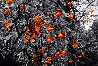 Close-up of orange flowers on tree