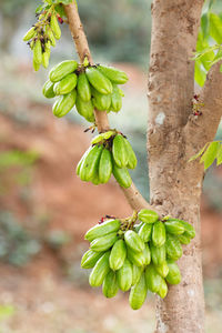 Close-up of berries growing on tree