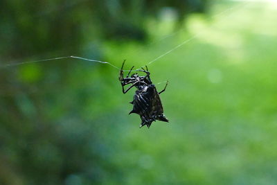 Close-up of insect