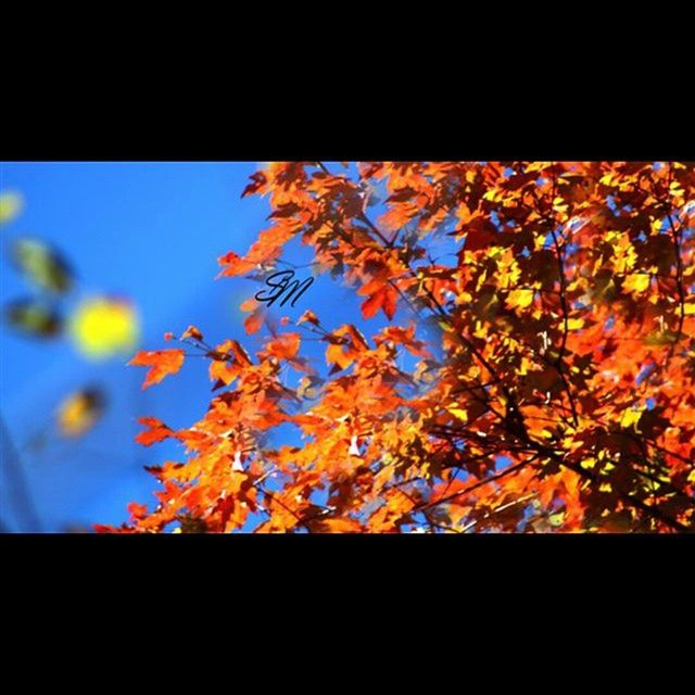 tree, transfer print, nature, silhouette, branch, clear sky, low angle view, growth, beauty in nature, autumn, blue, auto post production filter, close-up, leaf, tranquility, sky, season, sunlight, no people, outdoors