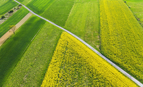 High angle view of agricultural field