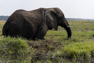 Side view of elephant on field