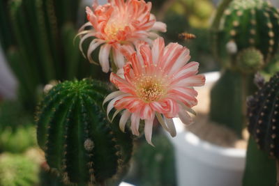 Close-up of pink flower