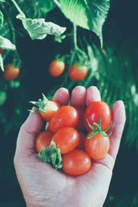 Close-up of hand holding berries