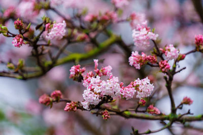 Pink trumpet