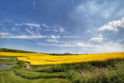 Scenic view of field against sky