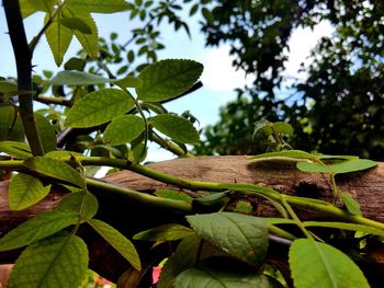 Close-up of lizard on tree