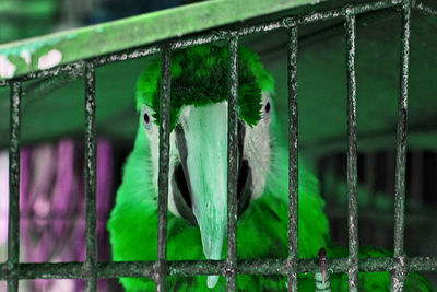 Portrait of green bird in cage