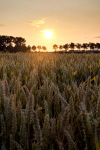 Scenic view of field against sky during sunset