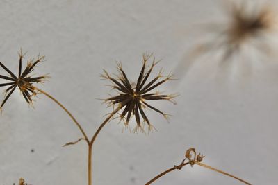 Close-up of flowering plant against sky