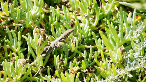 Close-up view of plants