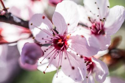 Close-up of cherry blossom