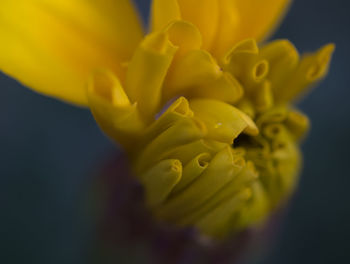 Close-up of yellow flowering plant