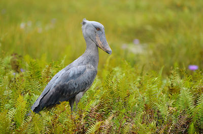 Close-up of bird on field
