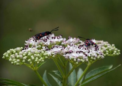 Close-up of butterfly pollinating on flower