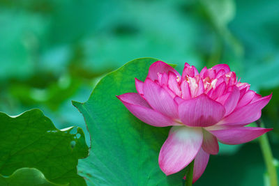 Close-up of pink flower blooming outdoors