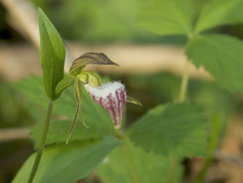 Close-up of flower