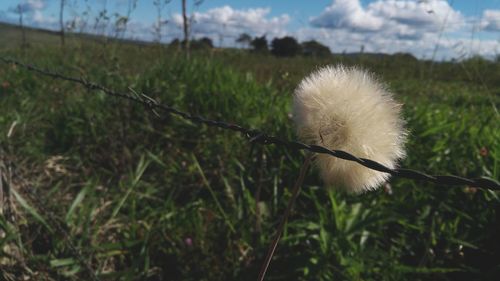 Close-up of dandelion on field