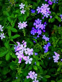 Close-up of purple flowers