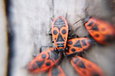 Close-up of insect
