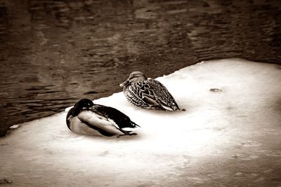 Duck swimming in sea