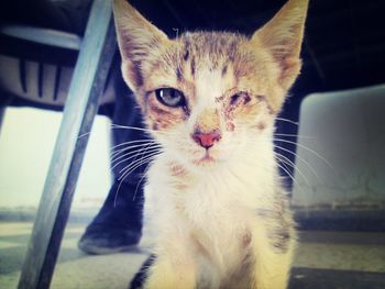 Close-up portrait of cat