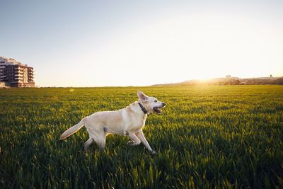 Dog on field at sunset. happy labrador retriever running to nature against city.