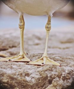 Low section of bird on beach