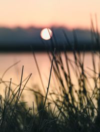 Close-up of wheat growing on field against sky during sunset